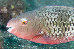 BD-130330-Tulamben-8155-Scarus-rubroviolaceus.-Bleeker.-1847-[Ember-parrotfish].jpg